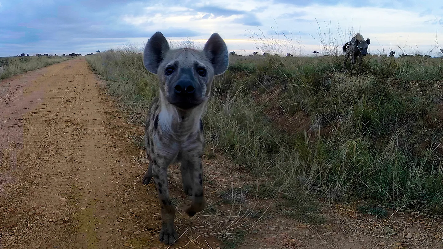 Meta Quest 游戏《野生动物探险之旅》Murchison Falls: The Awarded Wildlife Adventure with Elephants, Lions and Hyenas