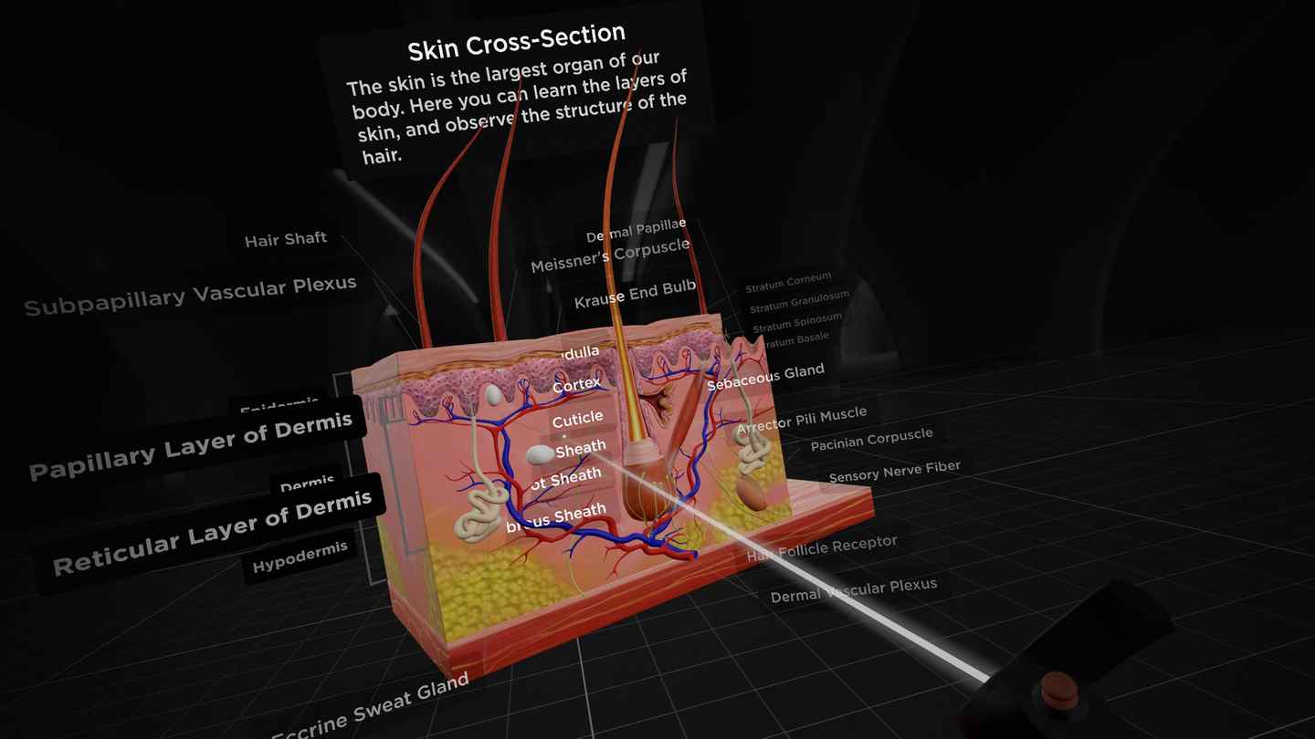 Oculus Quest 游戏《解剖学和医学教育》BodyMap for Anatomy and Medical Education