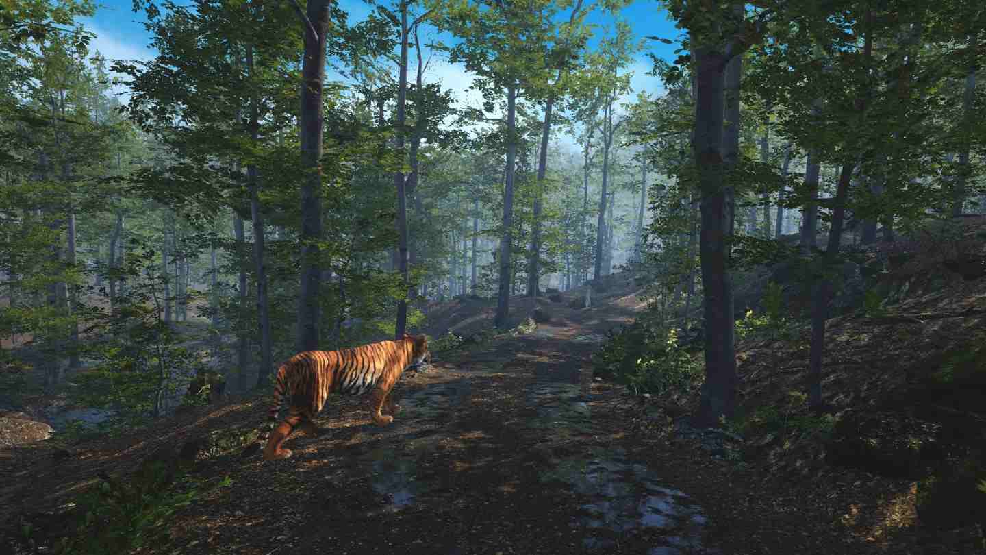 Meta Quest 游戏《大型猫科动物》Big Cat Rescue